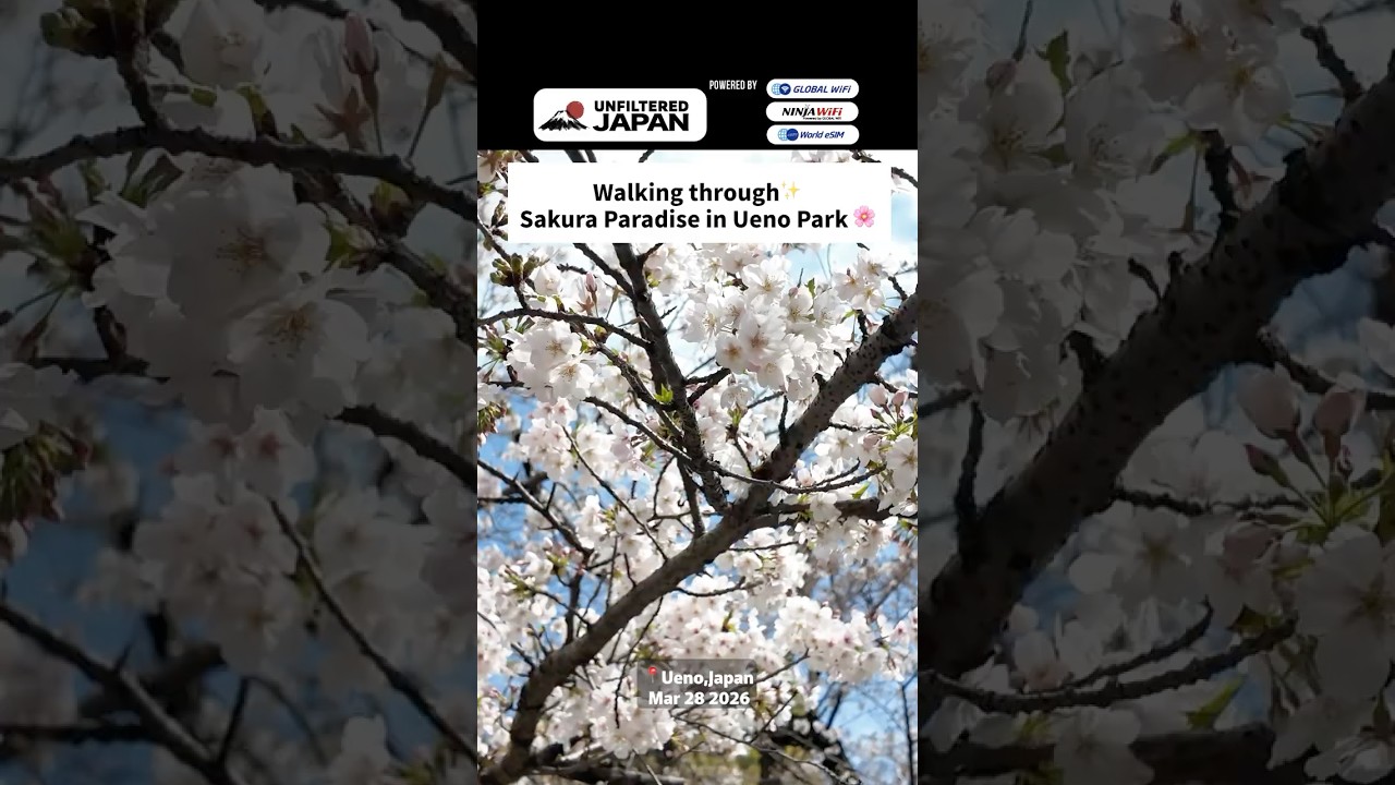 Don’t miss the Sakura Paradise in Tokyo Ueno Park this year! 🌸#sakura #japan #unfilteredjapan