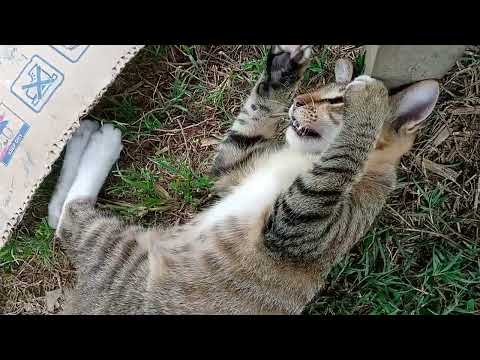 KUCING YANG LAGI VIRAL