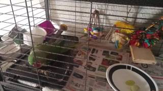 Jojo&#39;s Meds :) See Description Too :)