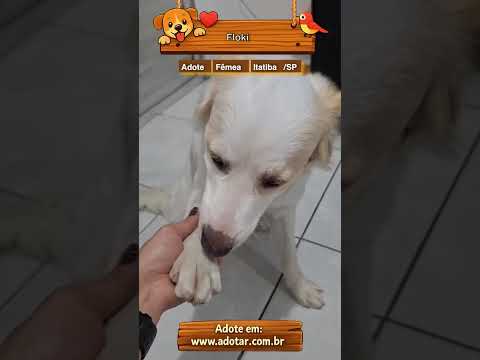 Vídeo de Floki