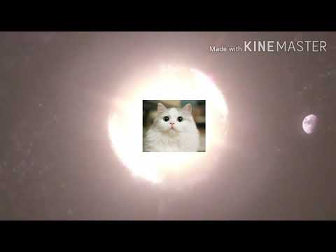 tactical cat incoming!!!