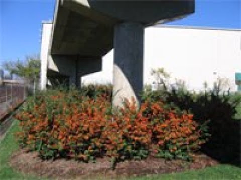 Pyracantha Plant Profile