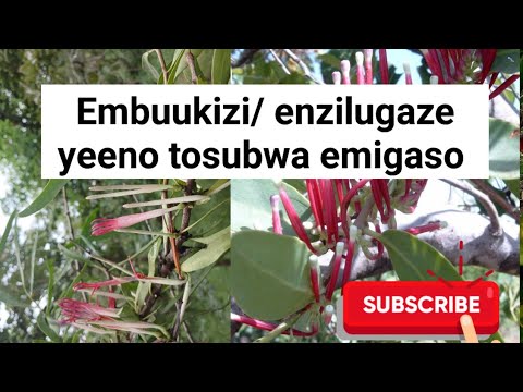 Olina ebikozesa nga webase,ologootana,oliko amajjini,emwooyo emibi wekwaate embuukizi oba enzilugaze