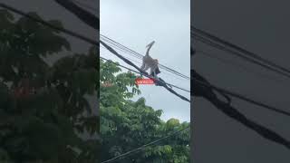 Download lagu video hewan lucu monyet bahasa jawa#shortsvideo #shortsviral #videohewanlucu#monyetlucu mp3 Download lagu video hewan lucu monyet bahasa jawa#shortsvideo #shortsviral #videohewanlucu#monyetlucu mp3