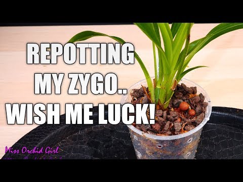, title : 'Repotting my Zygopetalum Orchid - How to handle an Orchid you don't know much about?'