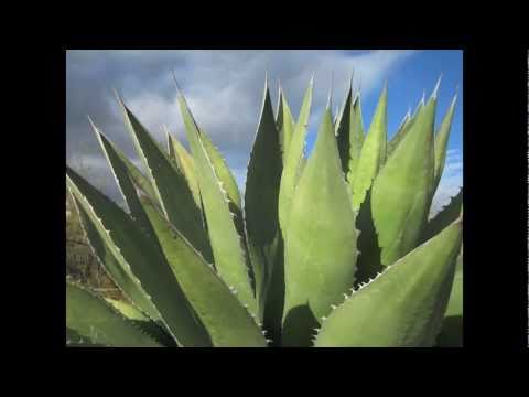 BOOK TRAILER: Point, Click, Quilt!