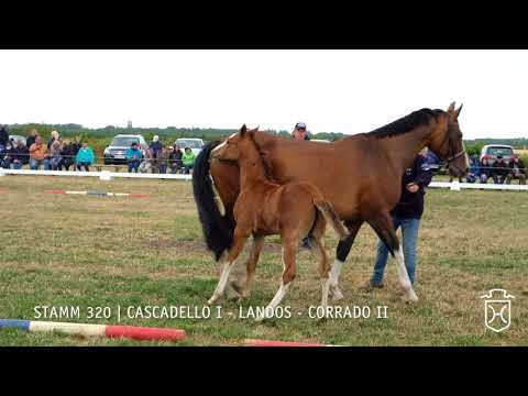 Fohlenschau 2018 | Stutfohlen | Cascadello I - Landos - Corrado II | Stamm 3200 | Norbert Clausen