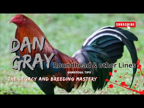 "Dan Gray Roundhead Legacy: Unraveling Iconic Gamefowl Bloodlines"
