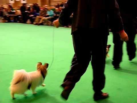 P1080560.MOV  CRUFTS 2012 PAPILLON  CHALLENGE FOR BEST PUPPY IN BREED