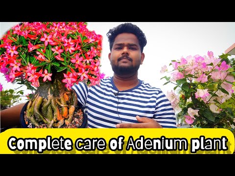 Adenium গাছের সম্পূর্ণ পরিচর্যা |💐 Complete care of Adenium plant ✅