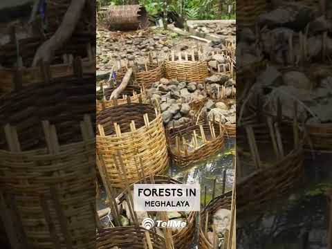 Mystical Exploration: Meghalaya's Exotic Untouched Forests