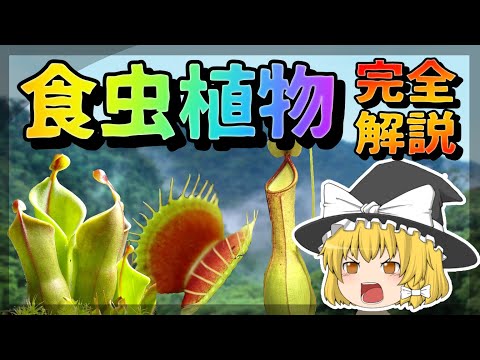 モウセンゴケヘラ