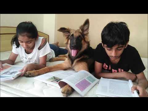 life style of my puppy simba