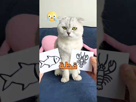 أي قطة تختار  🐈