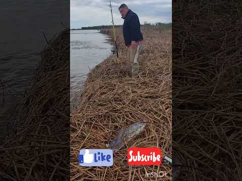 hermoso Paty en figuera los pesquero de gomita