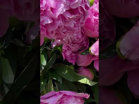 Understanding Peony Collapse: Causes and Solutions