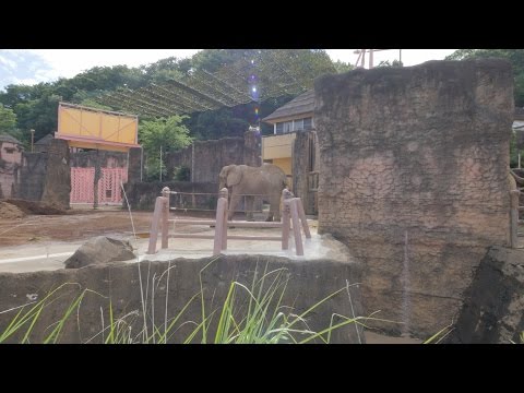 4K・ 【4K】Videowalk in Tama zoo