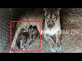 junagadh 3 lion cubs were born at sakkarbagh zoo live cctv