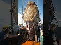 Giant Sea Creatures EXPOSED by Fishermen!