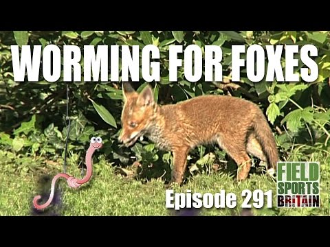 Fieldsports Britain – Worming for Foxes Fieldsports Britain – Worming for Foxes