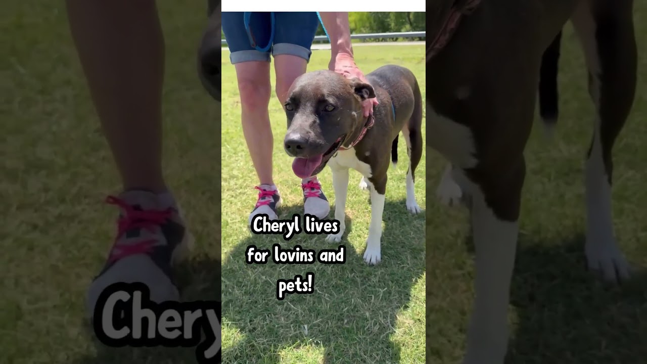 Enlarge Cheryl, a Adoptable Mixed Breed in Denison, TX video 5/5
