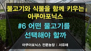 [서유채Farm - 6편] 아쿠아포닉스(aquaponics) 어떤 물고기를 선택해야할까?