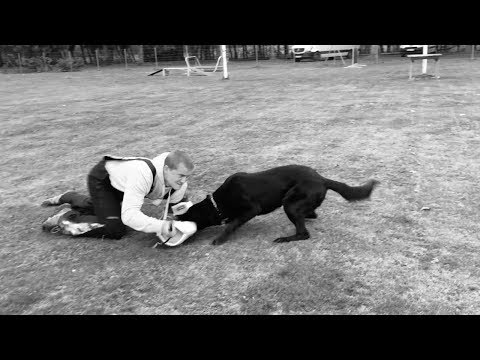 Atena Canis Club Moravia - protection 11/2019