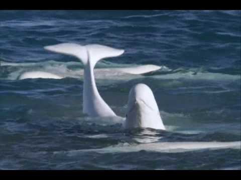 Nature's Great Events: Beluga whale spa