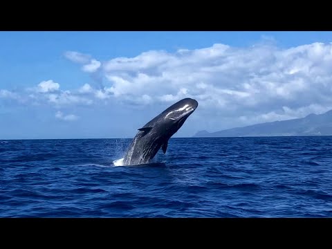 Breaching Sperm Whale