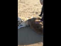 Seal and Dog Become Good Friends