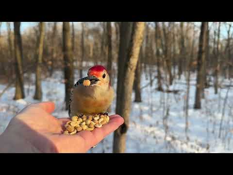 Hand-feeding Birds in Slow Mo - Red-bellied Woodpecker