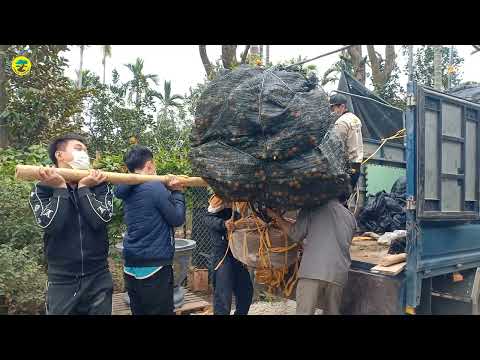 QUẤT TẾT 2022 -  5 người bê cây quất sai trĩu quả