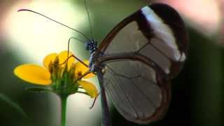 preview picture of video 'C'est si bon & Mariposa Cristal - Glasswinged Butterfly by trucha 1.618'