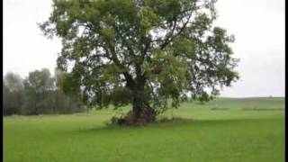 Johnny Clegg - Allways On Time