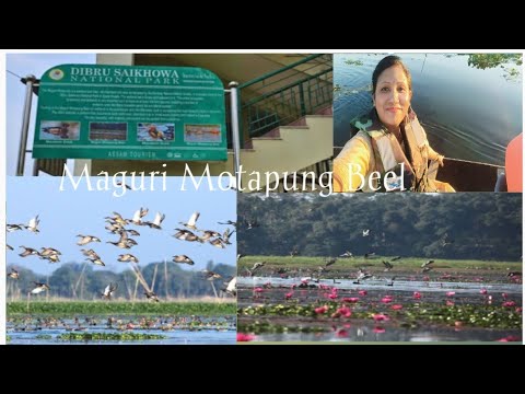 Maguri Motapung Beel // Wetland &Bird Sanctuary // Dibru Shaikhwa National park 