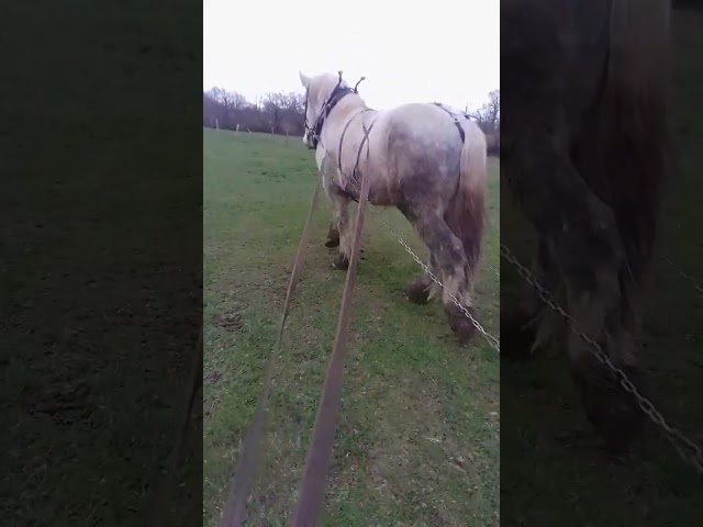 Castrone Percheron In vendita 2021 Grigio ,  drageur du caroi