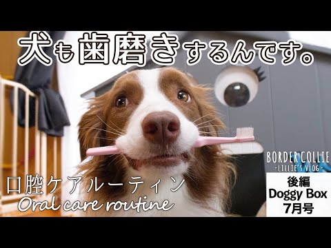 ボーダーコリーのケア