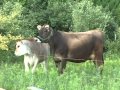 Down On The Farm