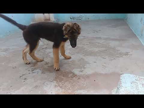 Tara Bhai Joginder | original sound German Shepherd