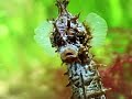 Sesame Street Classics Seahorse