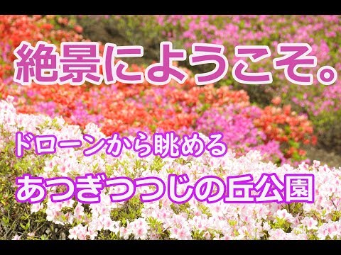 県内最大級のツツジの公園・あつぎつつじの丘公園[神奈川県厚木市]