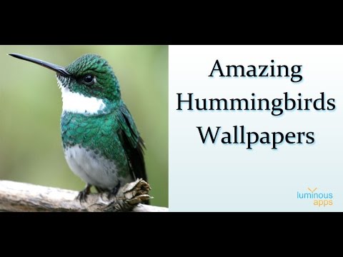 Amazing Hummingbirds Wallpaper Video