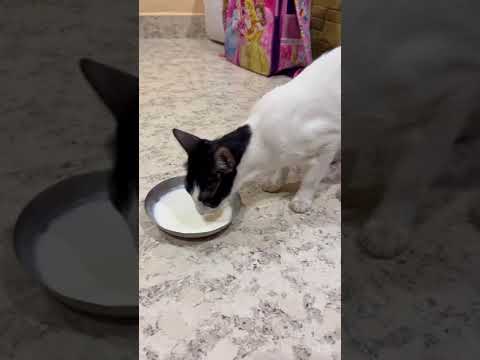 हि मनी 🐈आमची नाही , तरीही हि रोज दूध पिण्यासाठी आमच्याकडे येते.☺️☺️ #cats  #spruhaghatkonkan #cat