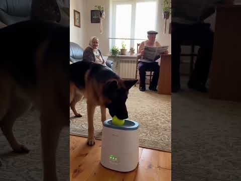 Песик трохи погрався 😂#Собака #Dog #Game