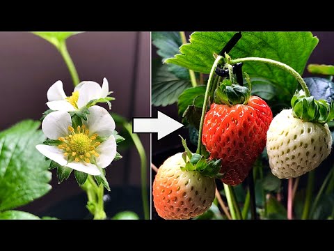 Strawberry time lapse - Growing fruit with an indoor garden