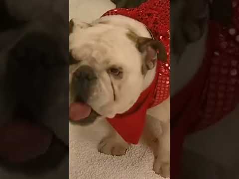 Dudu, Noel Perisi Oldu! 🥳  |  Sihirli Annem   #shorts