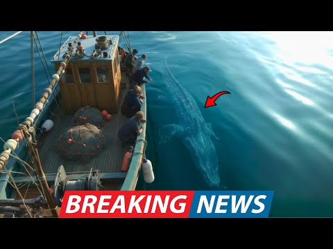 Un pescatore del Mar Rosso fa una scoperta inquietante dopo aver catturato un'enorme creatura mar...