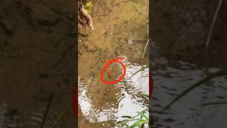 Download lagu Menangkap Ikan Hias Koi Lokal Di Selokan Air yang Jernih mp3 Download lagu Menangkap Ikan Hias Koi Lokal Di Selokan Air yang Jernih mp3