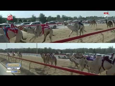 ش 6 (الظعاين) لـ هجن الشحانية 12:24:65 ، ختامي المرموم 2026/03/29 حول زمول