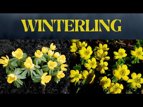 WINTERLING | All About Winterling | Bloom, Planting Season & Planting Companions | Nature's Beauty